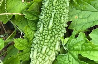 带你吃瓜妖姬,带你领略“带你吃瓜妖姬”的独特魅力  第1张