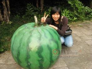 星宇 吃瓜,揭秘娱乐圈的“吃瓜”风云 第3张 星宇 吃瓜,揭秘娱乐圈的“吃瓜”风云 第3张