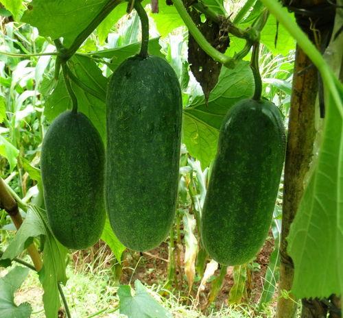 种瓜得瓜今日吃瓜 第1张 种瓜得瓜今日吃瓜 第1张