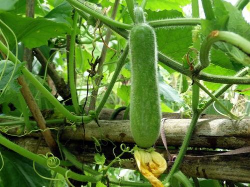 种瓜得瓜今日吃瓜 第2张 种瓜得瓜今日吃瓜 第2张