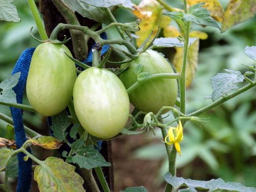 种瓜得瓜今日吃瓜 第3张 种瓜得瓜今日吃瓜 第3张