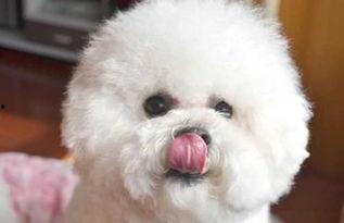 比熊犬可以吃瓠瓜,瓠瓜的甜蜜诱惑  第3张