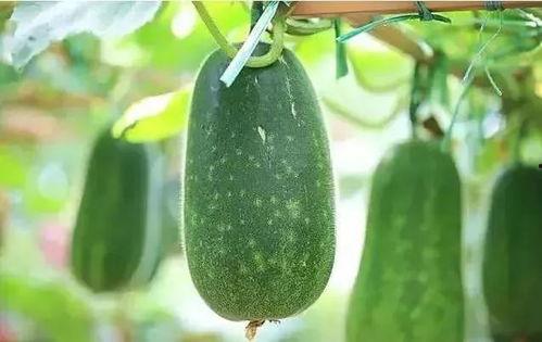 低频吃假瓜,揭秘低频吃瓜背后的真相与假象 第3张 低频吃假瓜,揭秘低频吃瓜背后的真相与假象 第3张