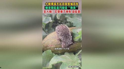 偷瓜吃的刺猬,一场意外的田园趣事 第1张 偷瓜吃的刺猬,一场意外的田园趣事 第1张