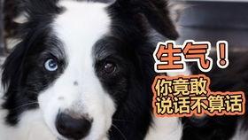 成都崇州吃瓜狗,探寻成都美食背后的趣味故事 第1张 成都崇州吃瓜狗,探寻成都美食背后的趣味故事 第1张