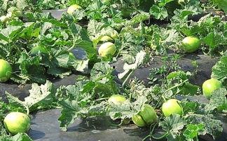 吃瓜后舌头难受,揭秘夏日消暑美食的副作用 第2张 吃瓜后舌头难受,揭秘夏日消暑美食的副作用 第2张