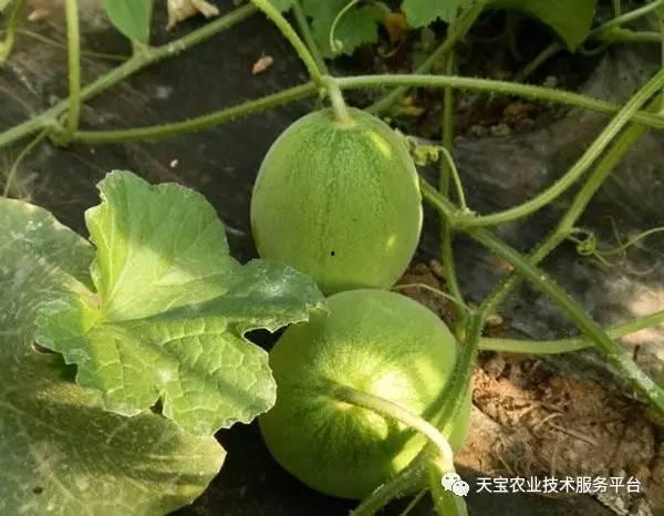 甘肃小时候吃蔓瓜,蔓瓜飘香,回味无穷 第2张 甘肃小时候吃蔓瓜,蔓瓜飘香,回味无穷 第2张