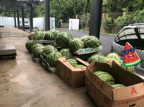 上海吃瓜文化公司,揭秘都市里的“瓜田”盛景  第1张