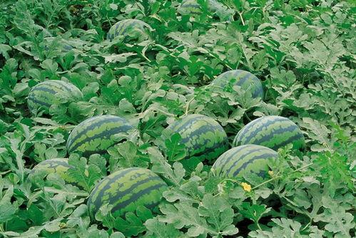 清脆吃瓜林诺诺,林诺诺带你领略夏日清凉 第2张 清脆吃瓜林诺诺,林诺诺带你领略夏日清凉 第2张