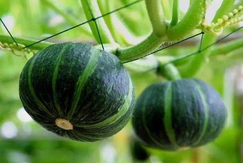 清脆吃瓜林诺诺,林诺诺带你领略夏日清凉 第3张 清脆吃瓜林诺诺,林诺诺带你领略夏日清凉 第3张