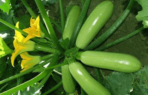 吃瓜就吃生瓜,揭秘吃瓜群众的生瓜情结 第3张 吃瓜就吃生瓜,揭秘吃瓜群众的生瓜情结 第3张