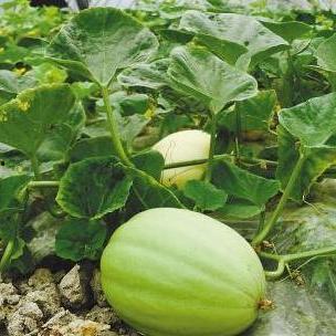 三火flame吃瓜,揭秘娱乐圈幕后风云  第3张