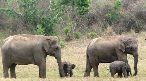 吃瓜盟主说大象,大象背后的故事与传奇 第2张 吃瓜盟主说大象,大象背后的故事与传奇 第2张