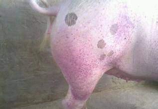 血液淤堵可以吃猪瓜吗,缓解血液淤堵困扰  第1张