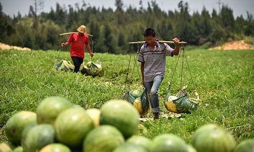 隆尧马头村吃瓜,瓜香四溢的乡村美食之旅  第3张