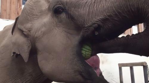 吃瓜的象  第3张